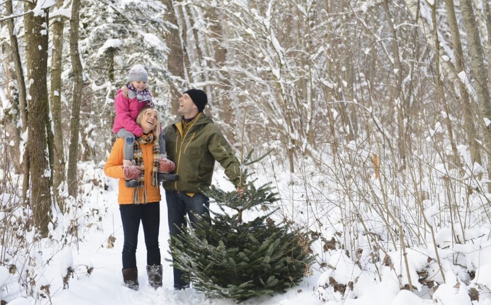 Weihnachtsbaum selber schlagen - Weihnachtsbaumerlebnis